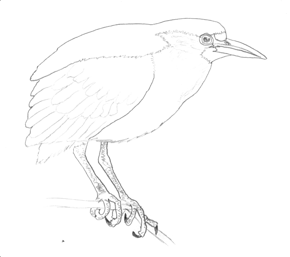 Black-crowned Night Heron image