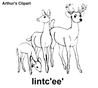 ungulate illustrations