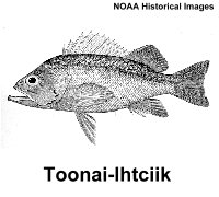 rockfish illustrations