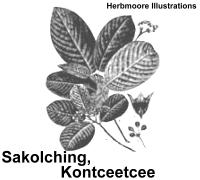 Ceanothus & Rhamnus illustrations