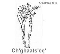 other plant illustrations