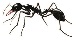 ../images/ant_bullCOL.gif