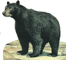  ../images/bear_blackCOL.gif