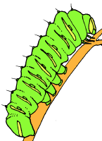 ../images/caterpillarCOL.gif