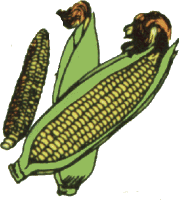 ../images/cornCOL.gif