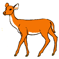../images/deer_doeCOL.gif