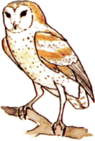 ../images/owl_barnCOL.gif