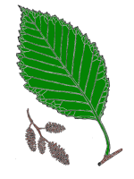 ../images/redaldermm35f151.gif