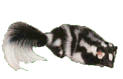 ../images/skunk_spottedCOL.gif