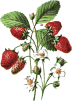 ../images/strawberryCOL.gif