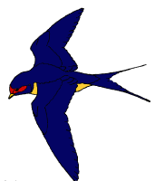 barn swallow